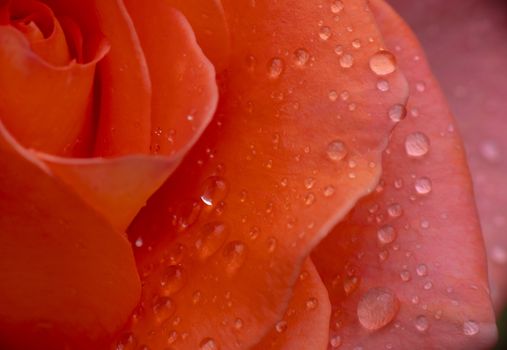 red rose in garden rain drop macro