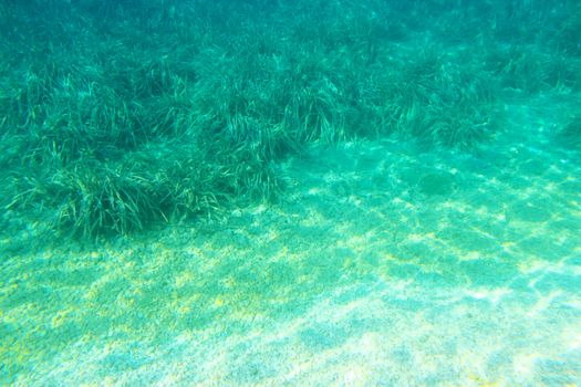 Sea Grass and sand underwater background