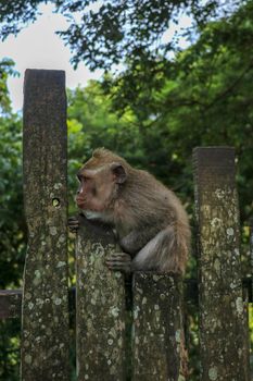 Baby monkey sitting on a wooden fence at Ubud monkey forest. A small gray macaque with a surprised expression on its face is sitting on a metal fence.