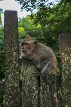 Baby monkey sitting on a wooden fence at Ubud monkey forest. A small gray macaque with a surprised expression on its face is sitting on a metal fence.