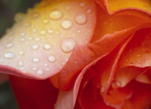 red rose in garden rain drop macro