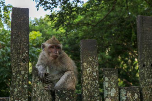Baby monkey sitting on a wooden fence at Ubud monkey forest. A small gray macaque with a surprised expression on its face is sitting on a metal fence.