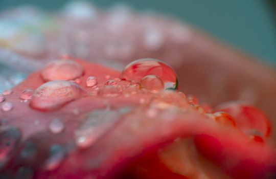 red rose in garden rain drop macro