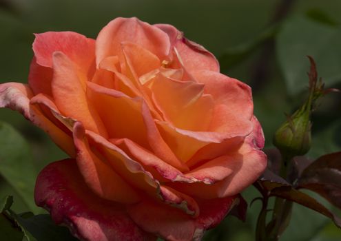 red rose macro close up in garden