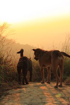 Two dogs walking in the meadow