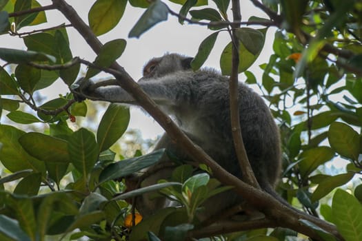 Adult monkey sitting on a tree branch in Ubud Sacred Monkey Forest in Ubud, Bali, Indonesia. Living on the tree of the macaque monkey. Macaca fascicularis.