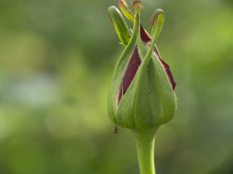 rose bud red in garden macro close up