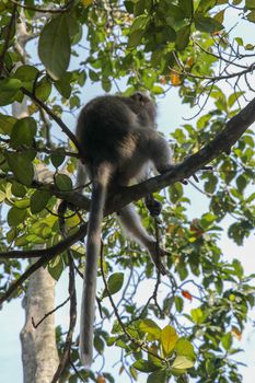 Adult monkey sitting on a tree branch in Ubud Sacred Monkey Forest in Ubud, Bali, Indonesia. Living on the tree of the macaque monkey. Macaca fascicularis.