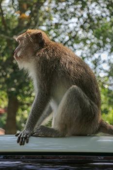 Naughty squirrel monkey on the roof of the white car. Monkey macaque sitting on the roof of a black car..