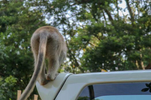 Naughty squirrel monkey on the roof of the white car. Monkey macaque sitting on the roof of a black car..
