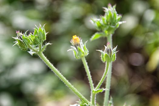 flower macro, flower details, focus on foreground, spring day, summer day