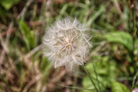 flower macro, flower details, focus on foreground, spring day, summer day