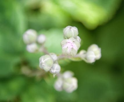 flower macro, flower details, focus on foreground, spring day, summer day