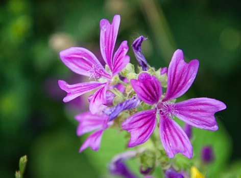 Flower detail on the foreground on a sunny day in the country