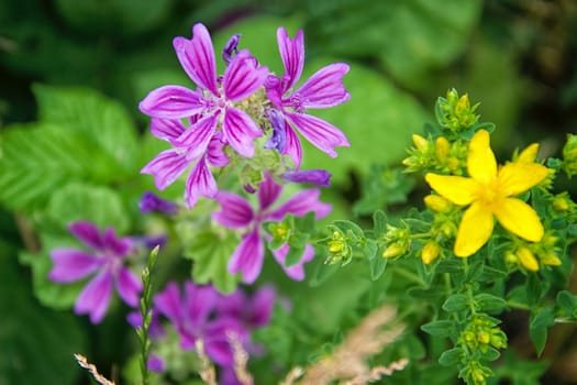 Flower detail on the foreground on a sunny day in the country