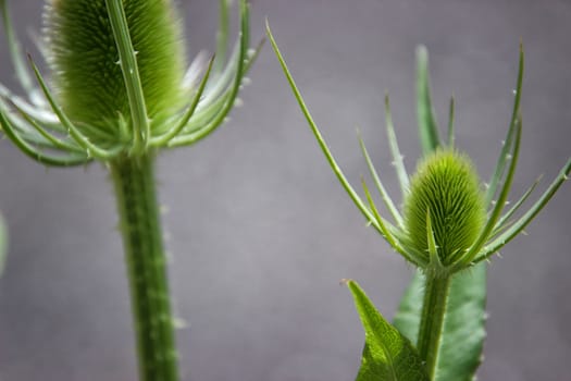 two green flower buds on a sunny day, macro