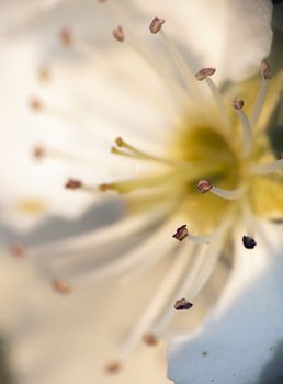 spring cherry flower on tree macro close up