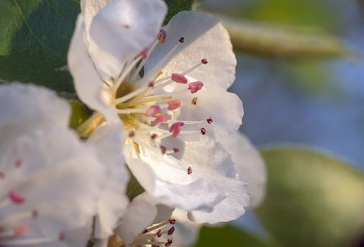 spring cherry flower on tree macro close up