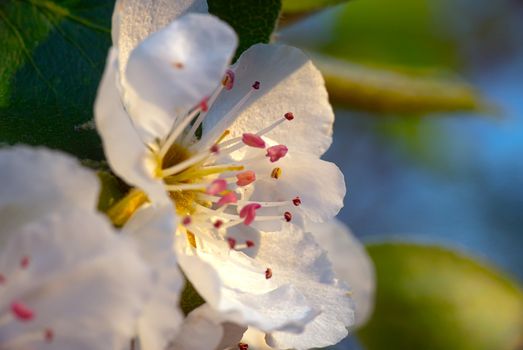 spring cherry flower on tree macro close up