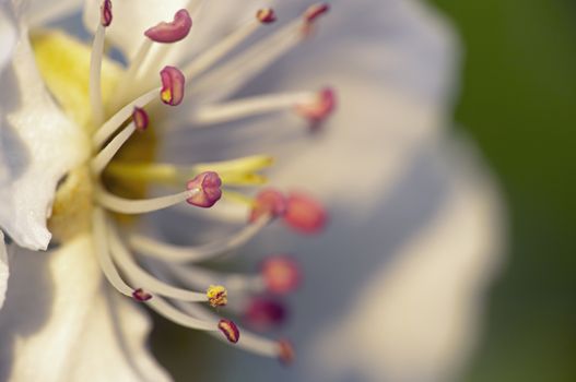 spring cherry flower on tree macro close up