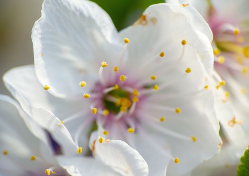 spring cherry flower on tree macro close up