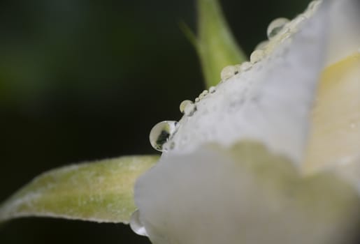 white rose rain drop macro close up