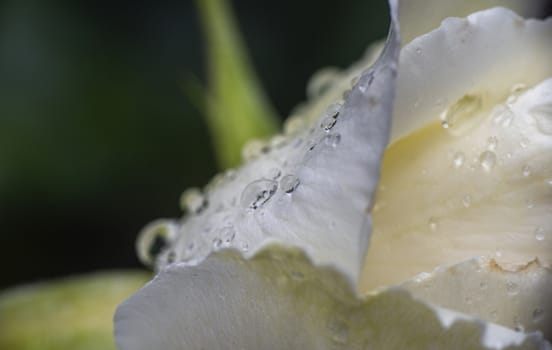 white rose rain drop macro close up