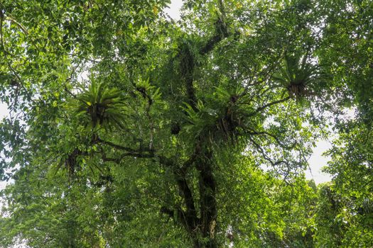 Asplenium nidus, Birds nest fern on the big tree tropical rain forest plant grows on tree. Birds nest fern or asplenium nidus. Bali, Indonesia.