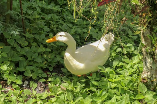 White runner duck in a green paddy field or at a meadow. white duck on a green lawn. Duck close up on a background of green grass.