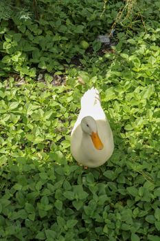 White runner duck in a green paddy field or at a meadow. white duck on a green lawn. Duck close up on a background of green grass.