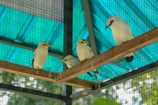 Jalak Bali, an endemic bird from Bali, Indonesia