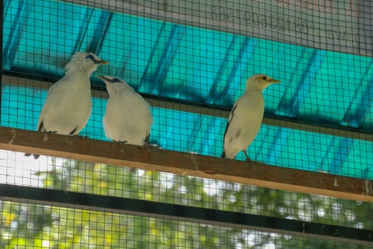 Jalak Bali, an endemic bird from Bali, Indonesia