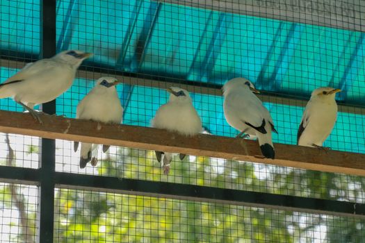 Jalak Bali, an endemic bird from Bali, Indonesia