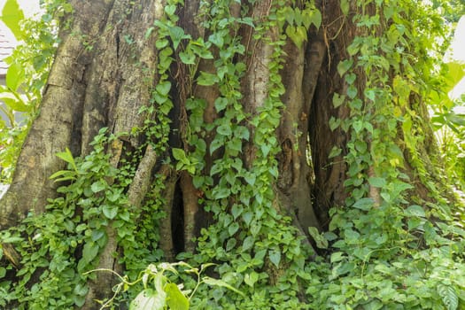 Large old tree overgrown with lianas at Borobudur on Java, Indonesia. Close-up of the tree trunks covered by lianas in rain forest.