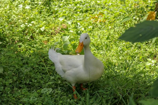 White runner duck in a green paddy field or at a meadow. white duck on a green lawn. Duck close up on a background of green grass.