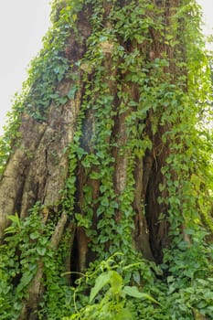 Large old tree overgrown with lianas at Borobudur on Java, Indonesia. Close-up of the tree trunks covered by lianas in rain forest.