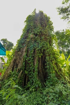 Large old tree overgrown with lianas at Borobudur on Java, Indonesia. Close-up of the tree trunks covered by lianas in rain forest.