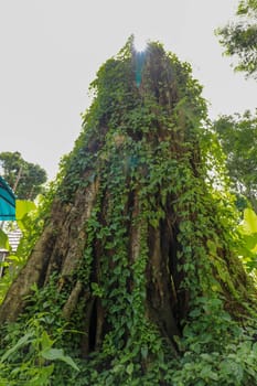 Large old tree overgrown with lianas at Borobudur on Java, Indonesia. Close-up of the tree trunks covered by lianas in rain forest.
