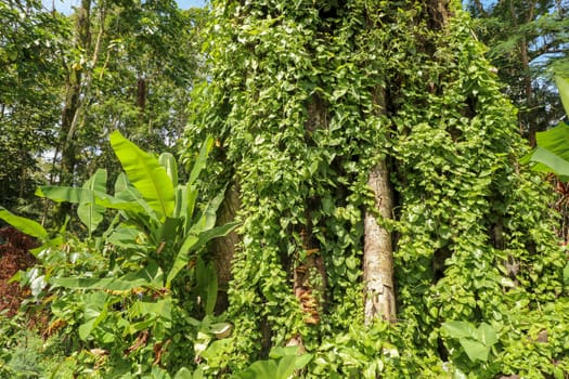 Large old tree overgrown with lianas at Borobudur on Java, Indonesia. Close-up of the tree trunks covered by lianas in rain forest.