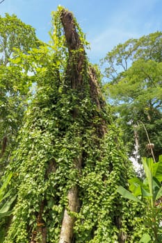 Large old tree overgrown with lianas at Borobudur on Java, Indonesia. Close-up of the tree trunks covered by lianas in rain forest.