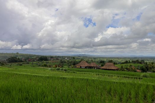 Jatiluwih Rice Terrace, Scenic area with verdant, undulating rice terraces, Bali, Indonesia. Beautiful landscape, fresh green rice paddies, cloudy sky background. Wooden building with dry reed roof.