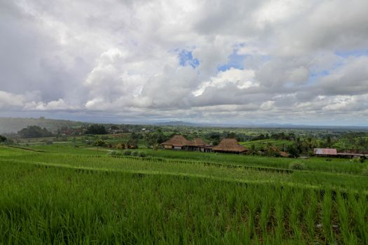 Jatiluwih Rice Terrace, Scenic area with verdant, undulating rice terraces, Bali, Indonesia. Beautiful landscape, fresh green rice paddies, cloudy sky background. Wooden building with dry reed roof.