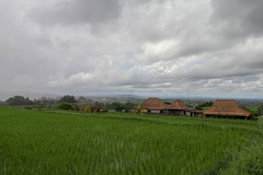 Jatiluwih Rice Terrace, Scenic area with verdant, undulating rice terraces, Bali, Indonesia. Beautiful landscape, fresh green rice paddies, cloudy sky background. Wooden building with dry reed roof.