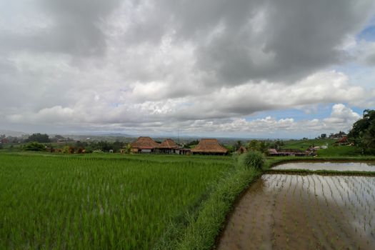 Jatiluwih Rice Terrace, Scenic area with verdant, undulating rice terraces, Bali, Indonesia. Beautiful landscape, fresh green rice paddies, cloudy sky background. Wooden building with dry reed roof.