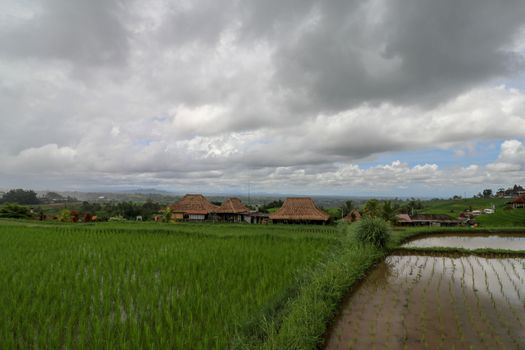 Jatiluwih Rice Terrace, Scenic area with verdant, undulating rice terraces, Bali, Indonesia. Beautiful landscape, fresh green rice paddies, cloudy sky background. Wooden building with dry reed roof.