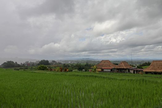 Jatiluwih Rice Terrace, Scenic area with verdant, undulating rice terraces, Bali, Indonesia. Beautiful landscape, fresh green rice paddies, cloudy sky background. Wooden building with dry reed roof.