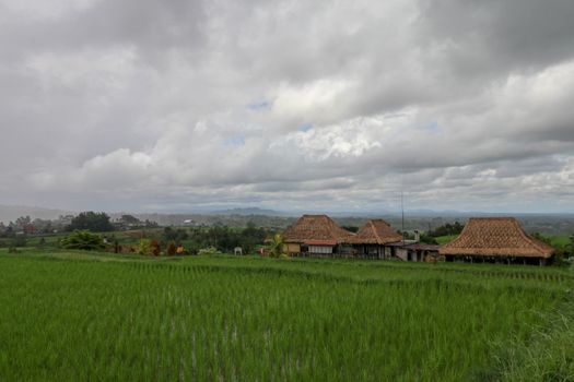 Jatiluwih Rice Terrace, Scenic area with verdant, undulating rice terraces, Bali, Indonesia. Beautiful landscape, fresh green rice paddies, cloudy sky background. Wooden building with dry reed roof.