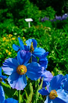 Flowers in the botanical gardens of Akureyri, Iceland