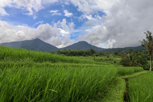 Jatiluwih Rice Terraces, Bali, Indonesia. Beautiful highland landscape, fresh green rice paddies with views to the Batukaru mountain range behind.