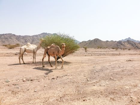 Desert landscape view and camels. Selective focus